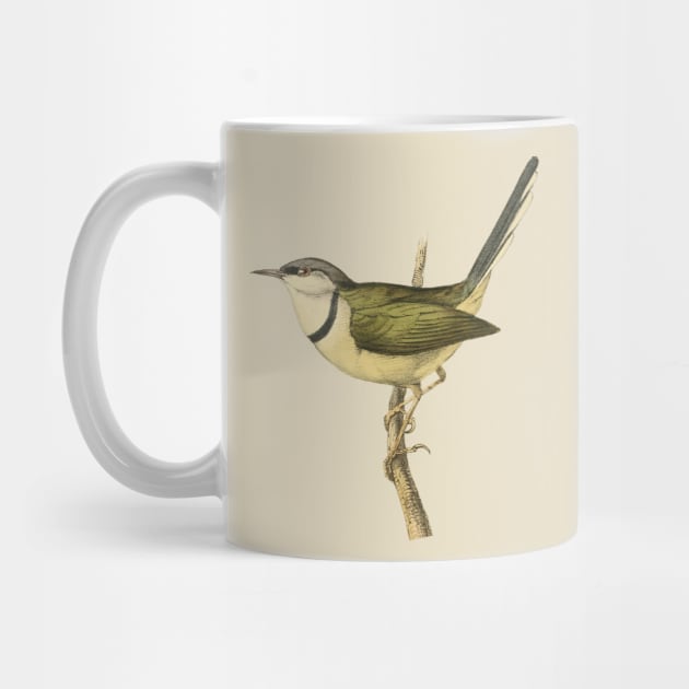 Bar-Throated Apalis Bird Illustration - Vintage Swainson Art by TuncGK